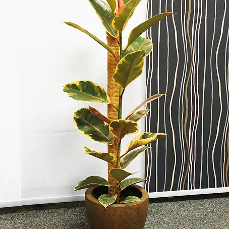 spiral cactus Spiral Cactus - Cereus forbesii 'Spiralis' - Twisted Rare Succulent main image 0