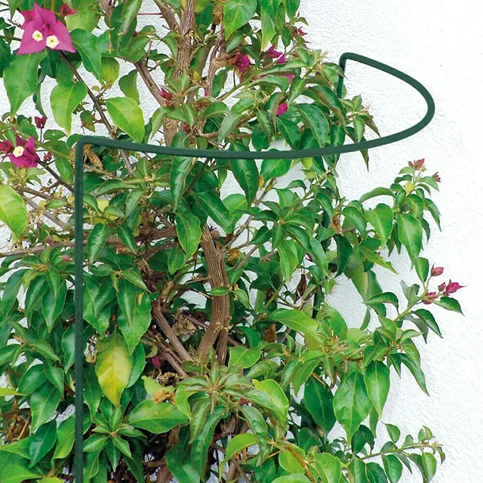 Bellissa Busch- & Strauchstütze - 100 x 40 cm, Rund - Eine grüne Pflanzenstütze hilft, die Blütenpracht einer Bougainvillea aufrecht zu halten und sie an einer weißen Wand zur Geltung zu bringen.