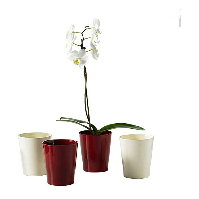 SK Orchideentopf Merina (Ø x H: 14 x 15 cm, Vanilla, Glänzend)