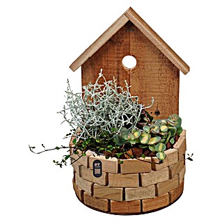 Piardino Pflanzenarrangement (Topfgröße: 30 cm)
