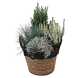 Piardino Pflanzenarrangement Nr. 52 (Topfgröße: 22 cm)