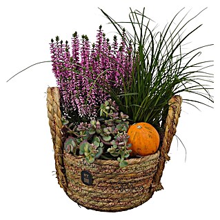 Piardino Pflanzenarrangement Nr. 51 (Topfgröße: 18 cm)