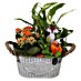 Piardino Zimmerpflanzen-Arrangement Nr. 27