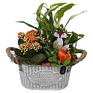 Piardino Zimmerpflanzen-Arrangement Nr. 27