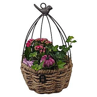 Piardino Zimmerpflanzen-Arrangement Nr. 35 (Topfgröße: 17 cm)