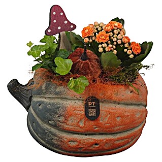 Piardino Zimmerpflanzen-Arrangement Nr. 34 (Topfgröße: 17 cm)