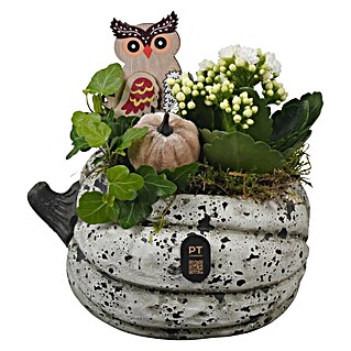 Piardino Zimmerpflanzen-Arrangement Nr. 33 (Topfgröße: 19 cm)