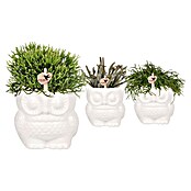 Succulenten Hummingbird hoch 9