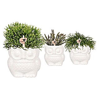 Piardino Sukkulenten in Eulenkeramik (Succulent Hybride, Topfgröße: 9 cm)