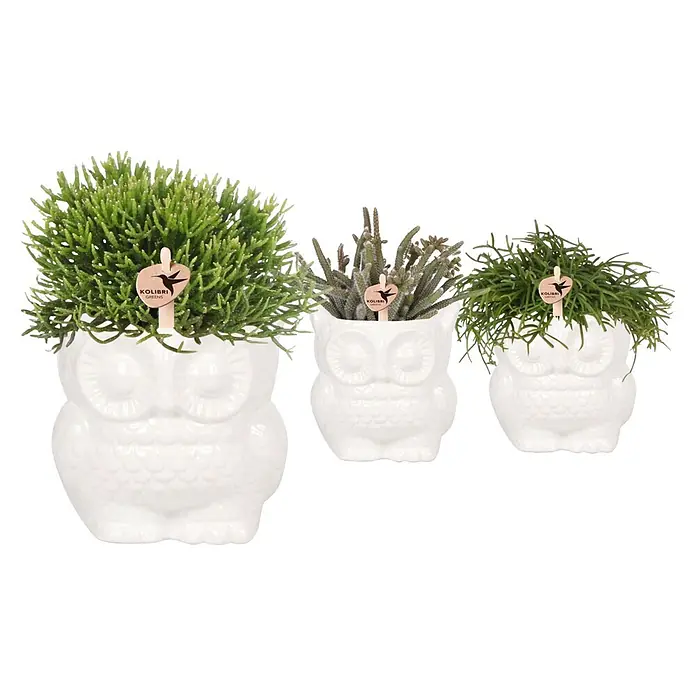Piardino Sukkulenten in Eulenkeramik - Succulent Hybride, Topfgröße: 9 cm - Drei weiße Eulen-Pflanzgefäße mit Grünpflanzen, jeweils mit einem "Kolibri Greens"-Etikett.