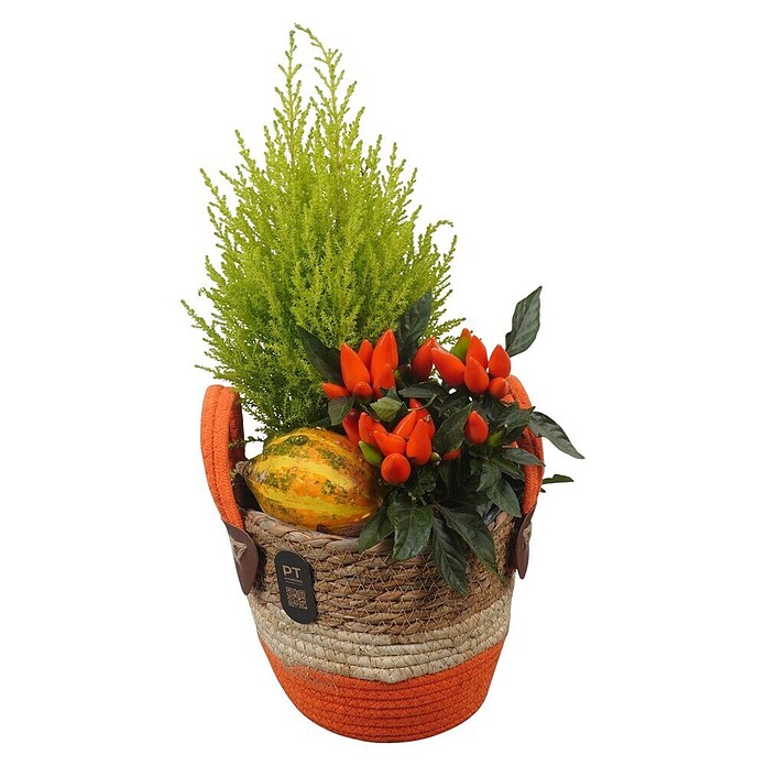 Piardino Pflanzenarrangement (Topfgröße: 24 cm) | BAUHAUS