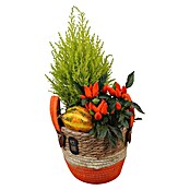 Piardino Pflanzenarrangement (Topfgröße: 24 cm) | BAUHAUS