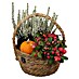 Piardino Pflanzenarrangement 