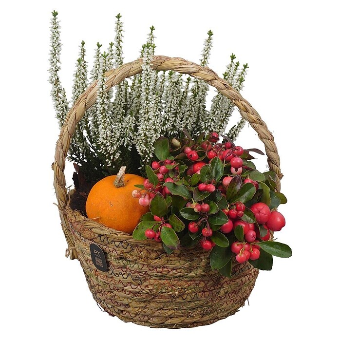 Piardino Pflanzenarrangement (Topfgröße: 20 cm) | BAUHAUS