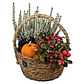 Piardino Pflanzenarrangement (Topfgröße: 20 cm) | BAUHAUS