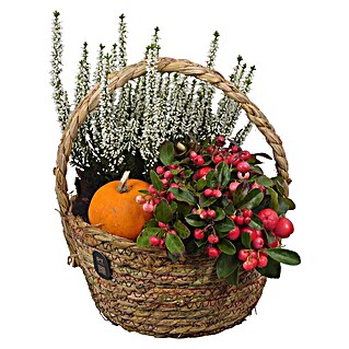 Piardino Pflanzenarrangement (Topfgröße: 20 cm)