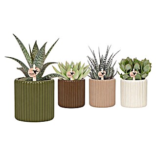 Sukkulenten Hybriden (Topfgröße: 9 cm)