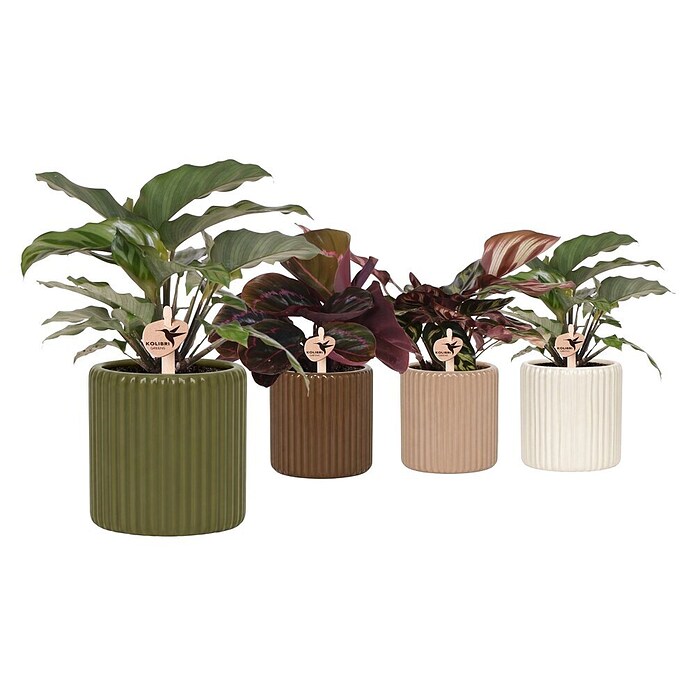 Korbmarante (Calathea Hybriden, Topfgröße: 9 cm) | BAUHAUS