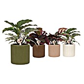Korbmarante (Calathea Hybriden, Topfgröße: 9 cm) | BAUHAUS
