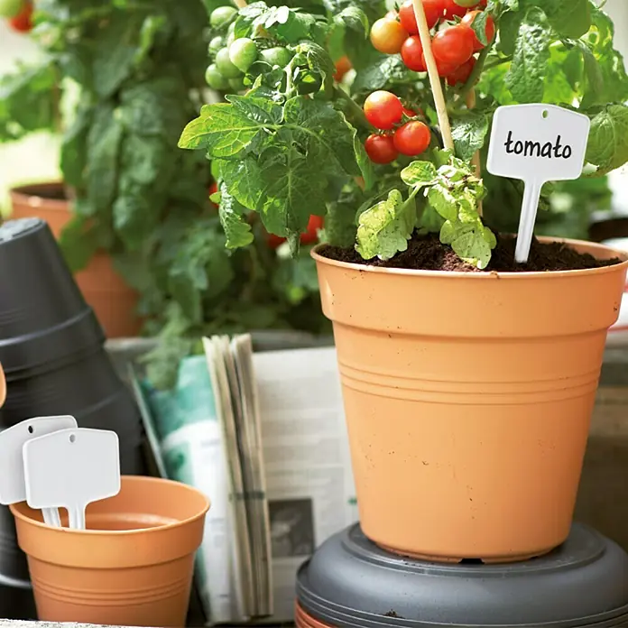 Elho Green Basics Maceta para planta - Diámetro exterior máx.: 27 cm, Plástico, Tono rojo - Primer plano de una planta de tomate con tomates rojos maduros y una etiqueta en una maceta sobre una pila de macetas.