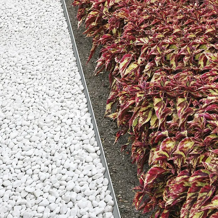 Bellissa Rasenkante - Metall, Verzinkt - Ein Gartenweg mit weißen Kieselsteinen und einer Reihe von bunten Coleus Pflanzen. Perfekt für die Gartengestaltung.