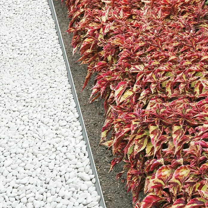 Bellissa Rasenkante - Metall, Verzinkt - Ein Gartenweg mit weißen Kieselsteinen und einer Reihe von bunten Coleus Pflanzen. Perfekt für die Gartengestaltung.