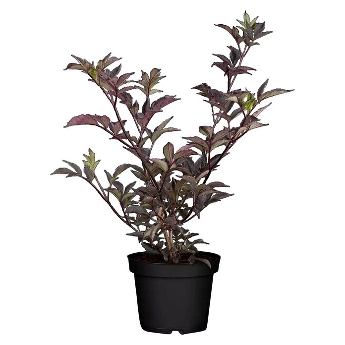 Piardino Schwarzer Holunder (Sambucus nigra 'Black Beauty', Topfvolumen: 23 l) | BAUHAUS