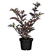Piardino Schwarzer Holunder (Sambucus nigra 'Black Beauty', Topfvolumen: 23 l) | BAUHAUS