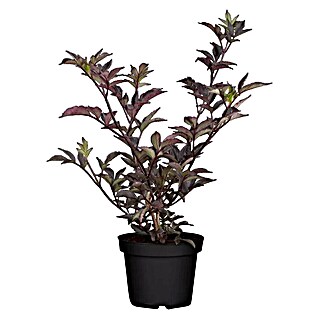 Piardino Schwarzer Holunder (Sambucus nigra 'Black Beauty', Topfvolumen: 23 l)