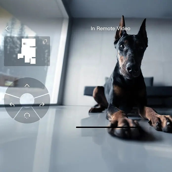 DJI Saugwischroboter P - Saugkraft: 25.000 Pa, Akkulaufzeit: 180 min, Fassungsvermögen Roboter: 260 ml - Fernvideoaufnahme eines Dobermanns, überlagert mit Raumplan und Richtungstasten.