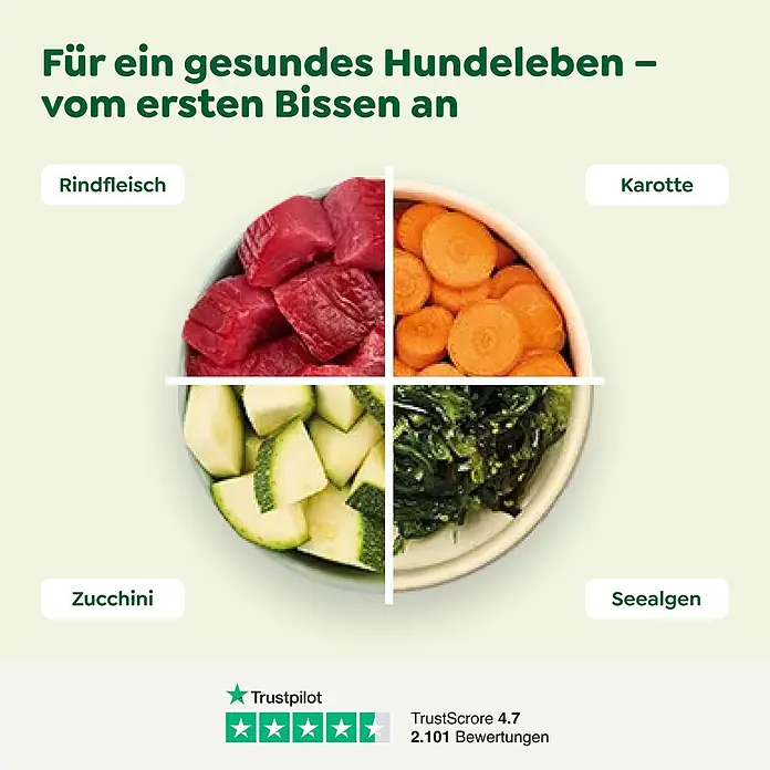 WOW Dog Hundenassfutter - 2.400 g, Alleinfuttermittel - Vier Quadranten zeigen Hundefutter-Zutaten: Rindfleisch, Karotten, Zucchini und Seealgen für ein gesundes Hundeleben.