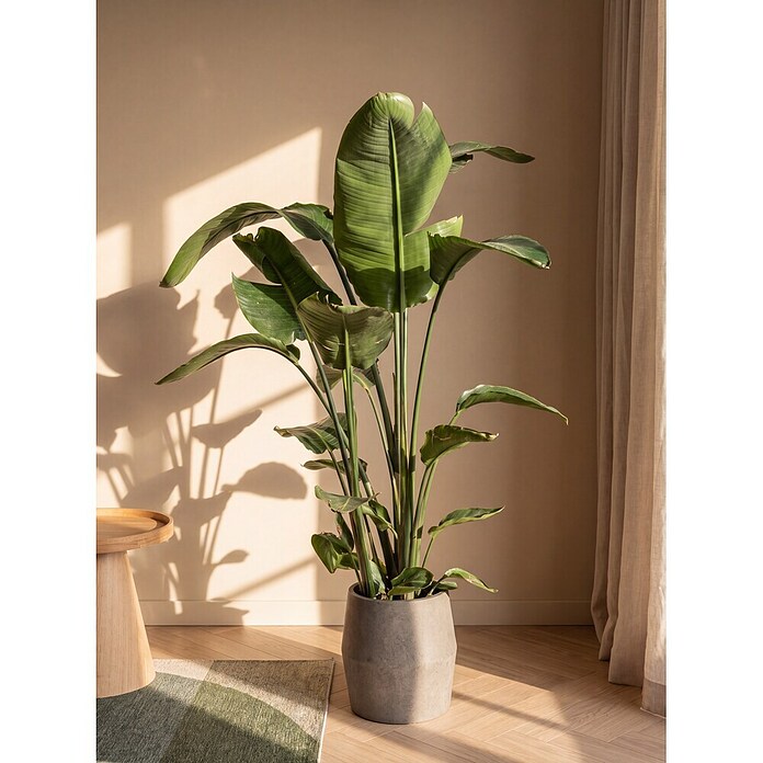 Piardino Paradijsvogelplant (Strelitzia nicolai, Potmaat: 19 cm) | BAUHAUS