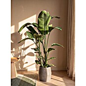 Piardino Paradijsvogelplant (Strelitzia nicolai, Potmaat: 19 cm) | BAUHAUS