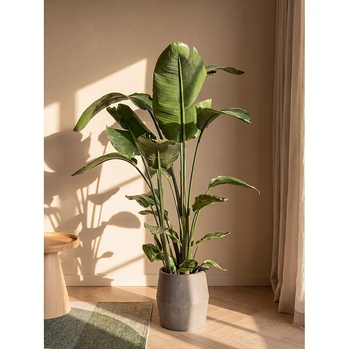 Piardino Baumstrelitzie - Strelitzia nicolai, Topfgröße: 19 cm - Eine hohe Zimmerpflanze mit großen grünen Blättern in einem grauen Betonkübel, stehend in einem sonnigen Raum auf Holzboden.
