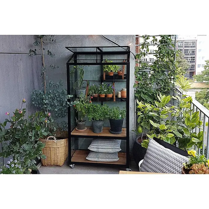 Juliana Gewächshaus City Greenhouse - Außenmaß inkl. Dachüberstand (B x T): 80 x 40 cm, Material Seitenwand: Glas, 4 mm, Schwarz - Ein schwarzes Mini-Gewächshaus aus Metall und Holz mit Glaspaneelen und Rollen steht auf einem Balkon voller Pflanzen.