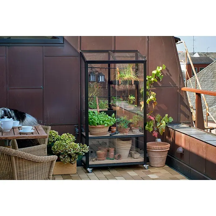 Juliana Gewächshaus City Greenhouse - Außenmaß inkl. Dachüberstand (B x T): 80 x 40 cm, Material Seitenwand: Glas, 4 mm, Schwarz - Schwarz gerahmtes Mini-Gewächshaus mit Glaspaneelen und Holzregalen, auf Rollen, gefüllt mit Pflanzen auf einer Dachterrasse.
