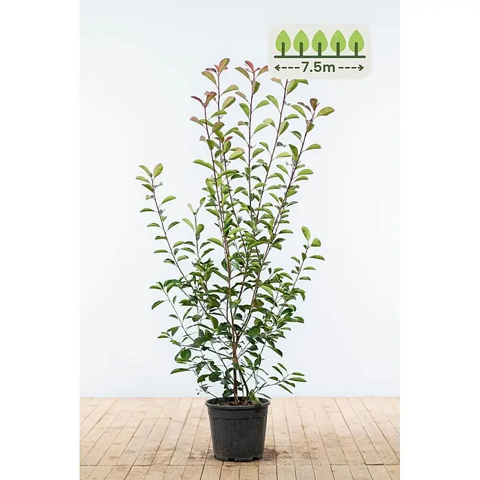 Photinia fraseri 'Red Robin' 150-175 cm - 15 St. - für 7.5 Meter -  - Junger Baum im Topf mit grünen Blättern und rötlichen Spitzen in schwarzem Topf. Eine Einblendung zeigt seine Endgröße von 7,5m.