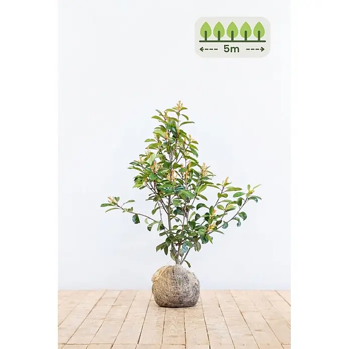 Photinia fraseri 'Red Robin' 80-100 cm - 15 St. - für 5 Meter -  - Junge Pflanze im Wurzelballen mit Jutesack; Icon zeigt empfohlenen Pflanzabstand von 5m.