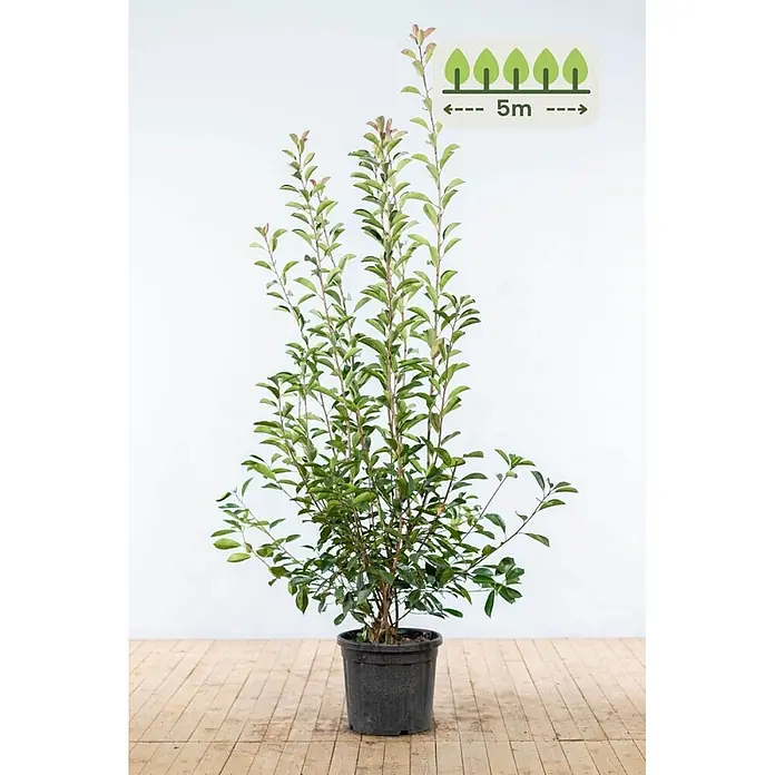 Photinia fraseri 'Red Robin' 175-200 cm - 10 St. - für 5 Meter -  - Topfpflanze mit grünen Blättern in schwarzem Topf, mit 5m Höhen-/Abstandsindikator.