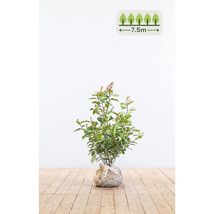 Heijnen Pflanzen Glanzmispel 60-80 cm - 23 St. für 7.5 Meter - Photinia fraseri 'Red Robin', Topfgröße: 20 cm - Junge Pflanze mit grünen/roten Blättern im Wurzelballen. Symbol mit Bäumen zeigt empfohlene Pflanzlänge von 7,5m.