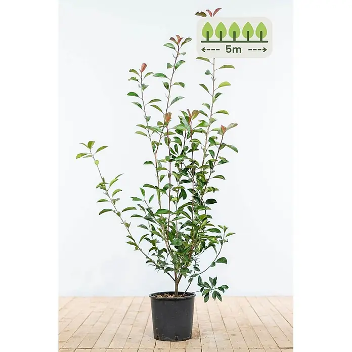Photinia fraseri 'Red Robin' 100-125 cm - 13 St. - für 5 Meter -  - Getopfte junge Pflanze mit grünen und rötlichen Blättern, potentielle Höhe 5m.
