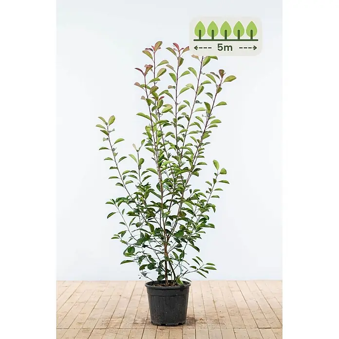Photinia fraseri 'Red Robin' 150-175 cm - 10 St. - für 5 Meter -  - Topfpflanze mit grünen und rot-gesprenkelten Blättern auf Holzboden. Eine Grafik zeigt einen Pflanzabstand von 5m an.