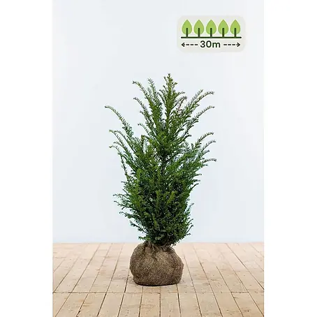 Heijnen Pflanzen  Heimische Eibe 60-80 cm - 90 St. für 30 Meter