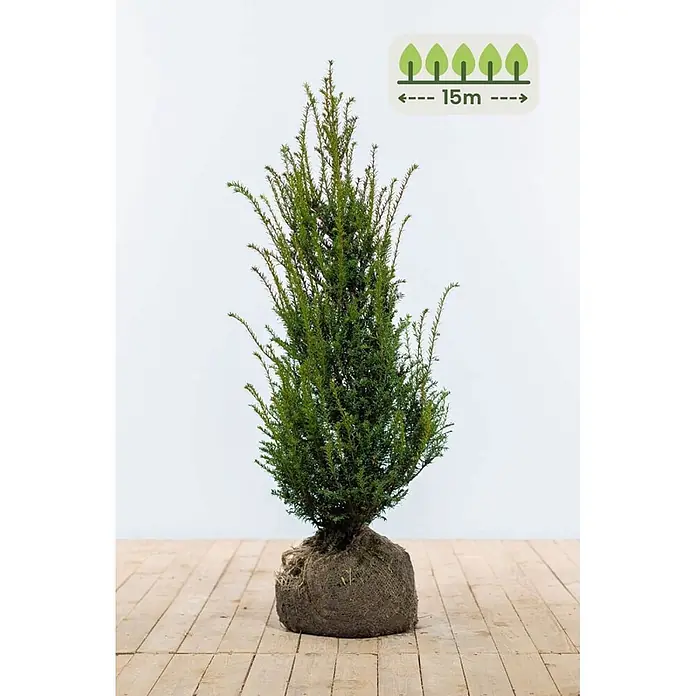 Heijnen Pflanzen Heimische Eibe 100-120 cm - 38 St. für 15 Meter - Taxus baccata, Topfgröße: 25 cm, Aktuelle Wuchshöhe: 100 cm - 120 cm - Grüne immergrüne Pflanze mit Wurzelballen, Grafik zeigt 15m Wuchshöhe an.