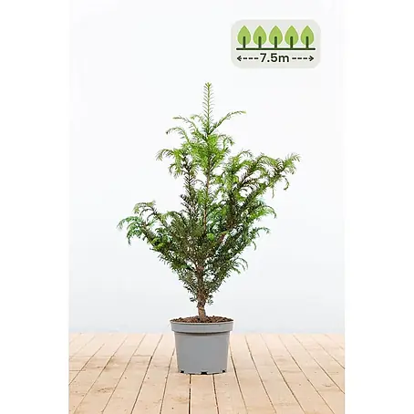 Heijnen Pflanzen  Heimische Eibe 60-80 cm - 23 St. für 7.5 Meter