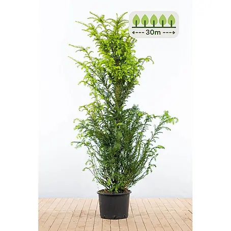 Heijnen Pflanzen  Heimische Eibe 160-180 cm - 60 St. für 30 Meter