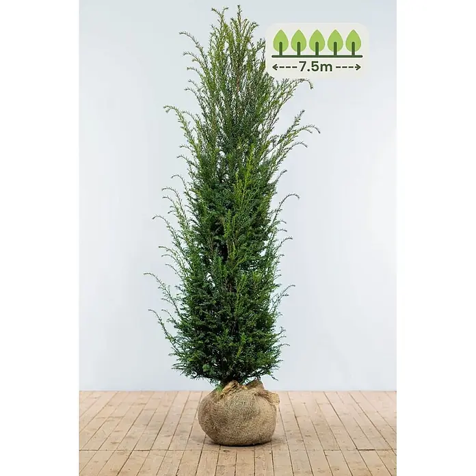 Heijnen Pflanzen Heimische Eibe 180-200 cm - 15 St. für 7.5 Meter - Taxus baccata, Topfgröße: 30 cm, Aktuelle Wuchshöhe: 180 cm - 200 cm - Hoher, schlanker Nadelbaum mit dunkelgrünen Nadeln, Wurzelballen in Sackleinen gewickelt. Erwartete Höhe 7,5m.