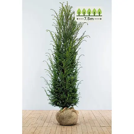 Heijnen Pflanzen  Heimische Eibe 180-200 cm - 15 St. für 7.5 Meter
