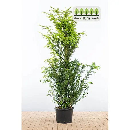 Heijnen Pflanzen  Heimische Eibe 160-180 cm - 20 St. für 10 Meter