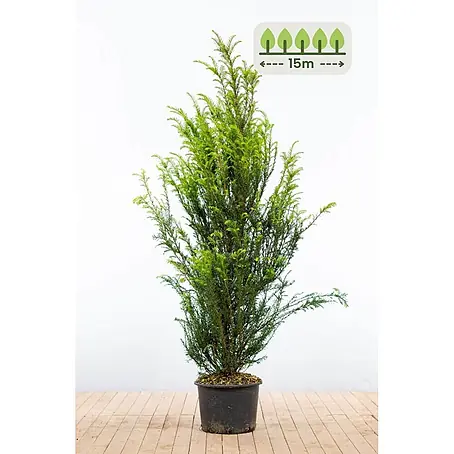 Heijnen Pflanzen  Heimische Eibe 140-160 cm - 30 St. für 15 Meter